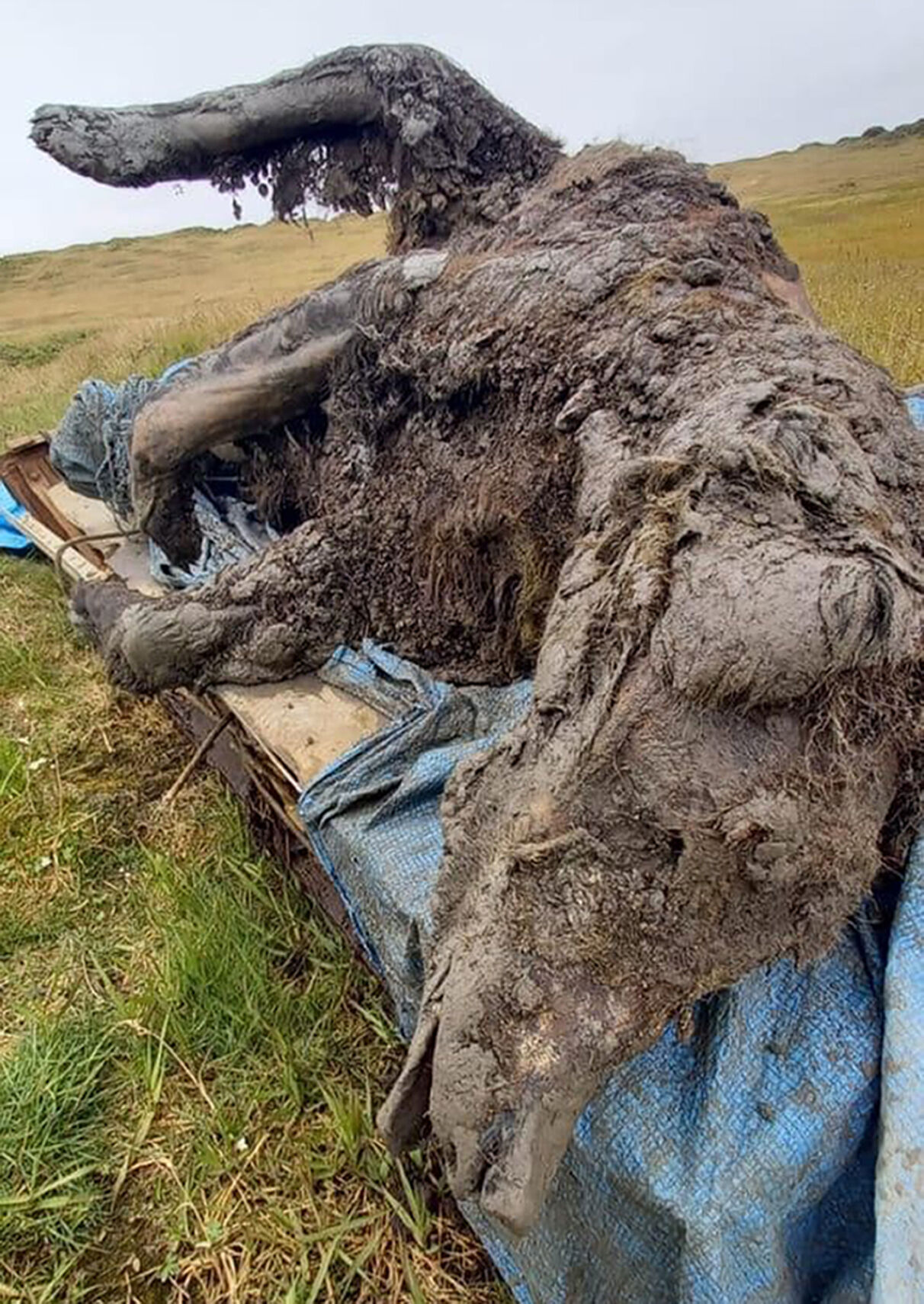 Russia Ice Age Bear